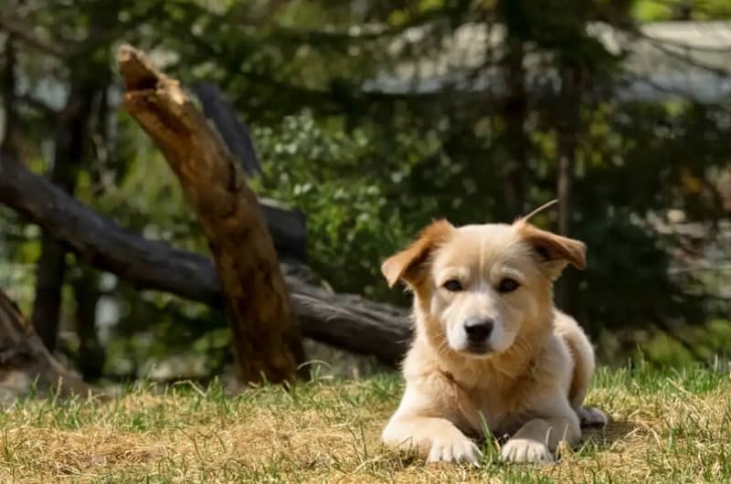 Image showing an replacer example